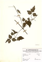 藏品(梨山小蓑衣藤)的圖片